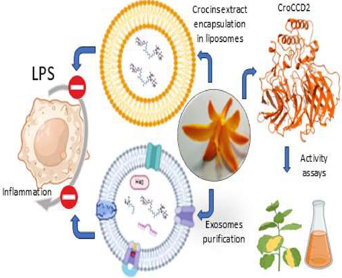 José-Antonio Daròs (@ja_daros) on Twitter photo Plant virus-based production of Montbretia flower crocins with anti-inflammatory effects. Productive collaboration <a href="/IBMCP/">IBMCP - Instituto de Biología Molecular y Celular</a>, <a href="/uclm_es/">Universidad de Castilla-La Mancha</a> and <a href="/ENEAOfficial/">ENEA</a>, led <a href="/IB_UCLM/">Lourdes gomez gomez</a>. doi.org/10.1016/j.btre… Plant virus-based production of Montbretia flower crocins with anti-inflammatory effects. Productive collaboration <a href="/IBMCP/">IBMCP - Instituto de Biología Molecular y Celular</a>, <a href="/uclm_es/">Universidad de Castilla-La Mancha</a> and <a href="/ENEAOfficial/">ENEA</a>, led <a href="/IB_UCLM/">Lourdes gomez gomez</a>. doi.org/10.1016/j.btre…
