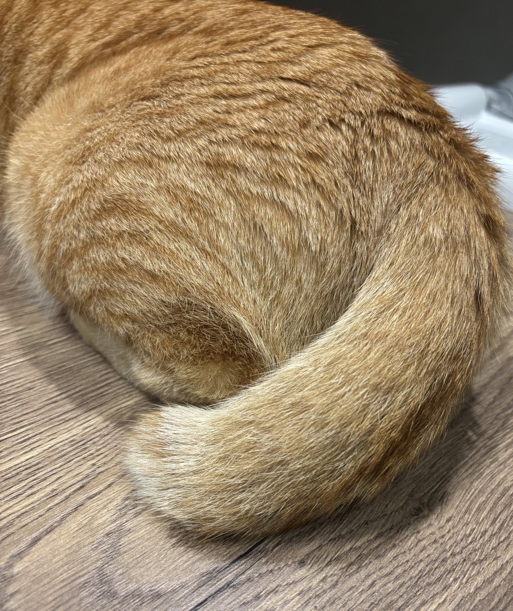 僕のしっぽ少し短め😼
#猫のいる暮らし 
#猫のいる幸せ 
#ねこ