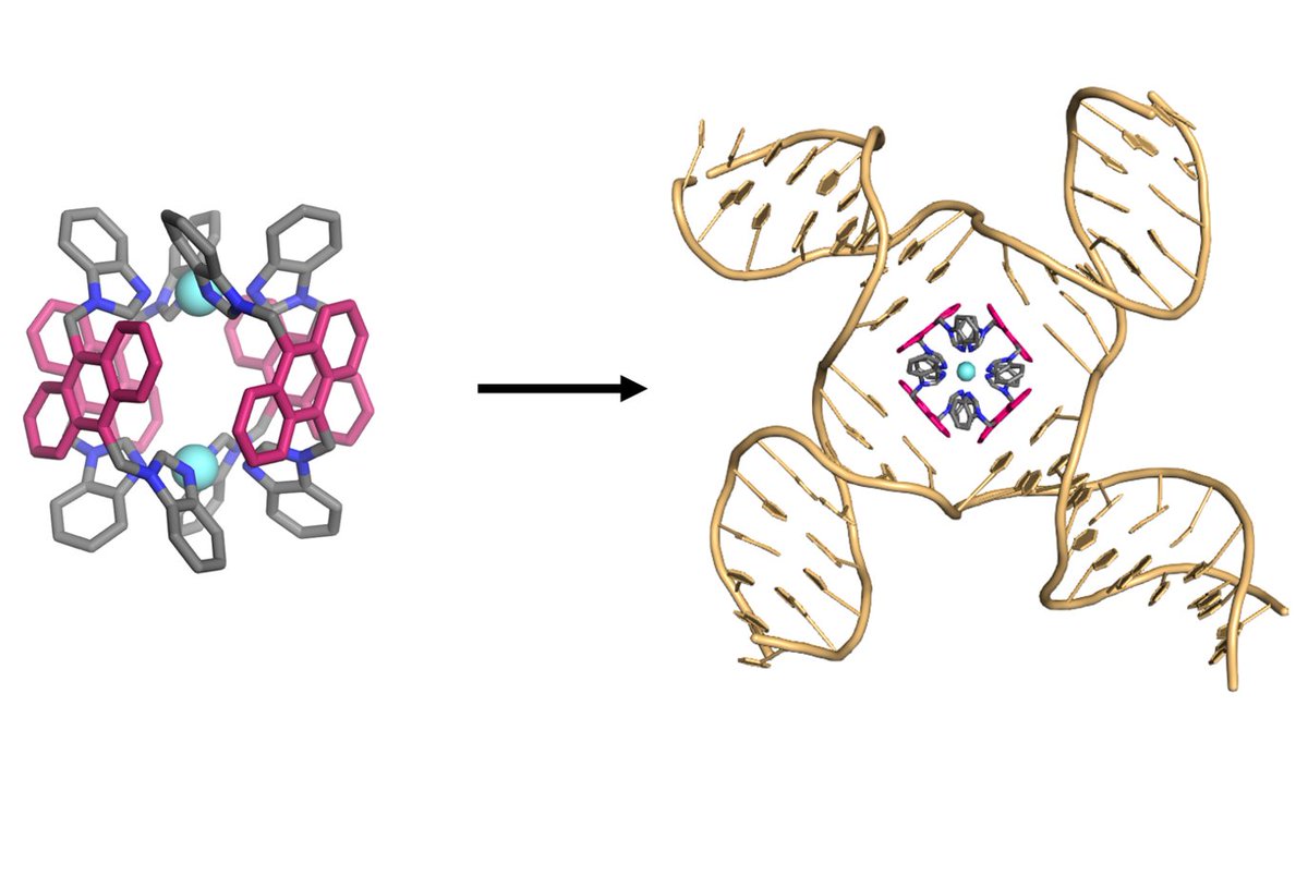 Mike Hannon (@hannongroup) on Twitter photo Delighted to see this accepted in <a href="/angew_chem/">Angewandte Chemie</a>. Pt metallo-cage binds very strongly to DNA 4-way junctions. Congratulations to <a href="/samdettmer99/">Sam Dettmer</a> and Hugo. Great to work with <a href="/Craggs_Lab/">Tim Craggs - Exciting CEO</a> <a href="/sheffielduni/">The University of Sheffield</a> , Joe Beames <a href="/UoBChemistry/">UoBChemistry</a> Richard Napier <a href="/uniofwarwick/">University of Warwick</a> doi.org/10.1002/anie.2… Delighted to see this accepted in <a href="/angew_chem/">Angewandte Chemie</a>. Pt metallo-cage binds very strongly to DNA 4-way junctions. Congratulations to <a href="/samdettmer99/">Sam Dettmer</a> and Hugo. Great to work with <a href="/Craggs_Lab/">Tim Craggs - Exciting CEO</a> <a href="/sheffielduni/">The University of Sheffield</a> , Joe Beames <a href="/UoBChemistry/">UoBChemistry</a> Richard Napier <a href="/uniofwarwick/">University of Warwick</a> doi.org/10.1002/anie.2…