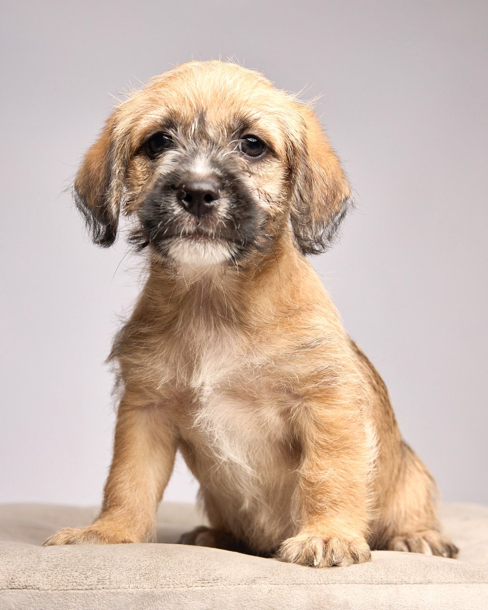 peravi's tweet photo. #Nano en #adopcion #Lima 
Miren a este papacito ricoton. Es suavecito y  mega cariñoso. Es juguetón y le gusta que le den amor. Tiene de Schnauzer por la mama y chato de su papá. Adóptalo y cámbiale su mundo. Tiene 2 meses, 2kg, vacunado Y dales parasitado Info: 912 015 590 RT https://t.co/s0S5mk7tIz
