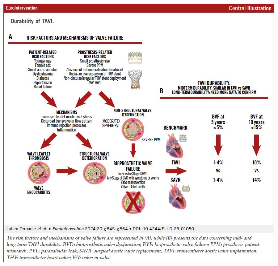 This comprehensive review examined the durability of TAVI compared to SAVR, addressing definitions, mechanisms, and long-term data on bioprosthetic valve dysfunction and failure. While midterm outcomes are comparable, long-term durability remains to be fully established.