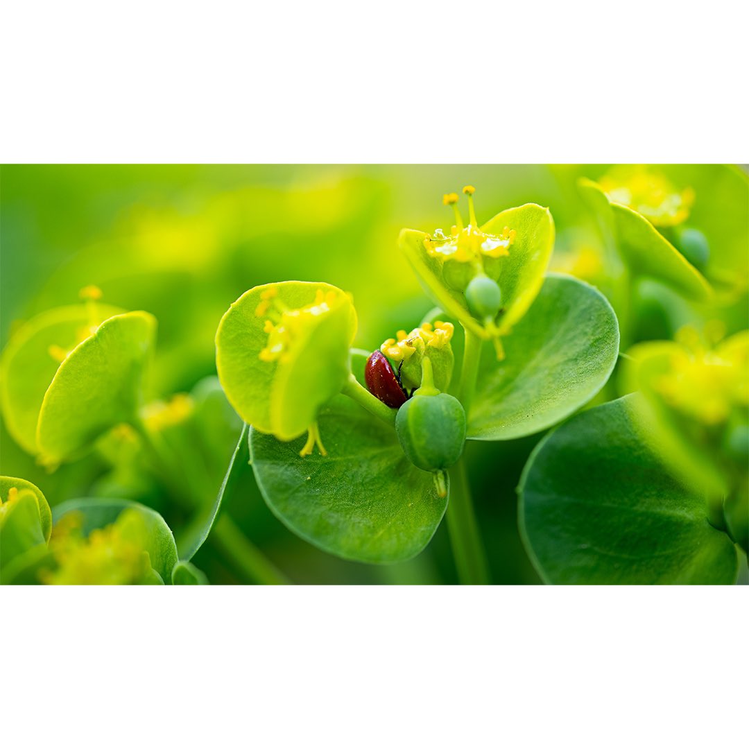 Bubba_Shoots's tweet photo. Trying out some spring macro photography. https://t.co/ErtdX2b2k3