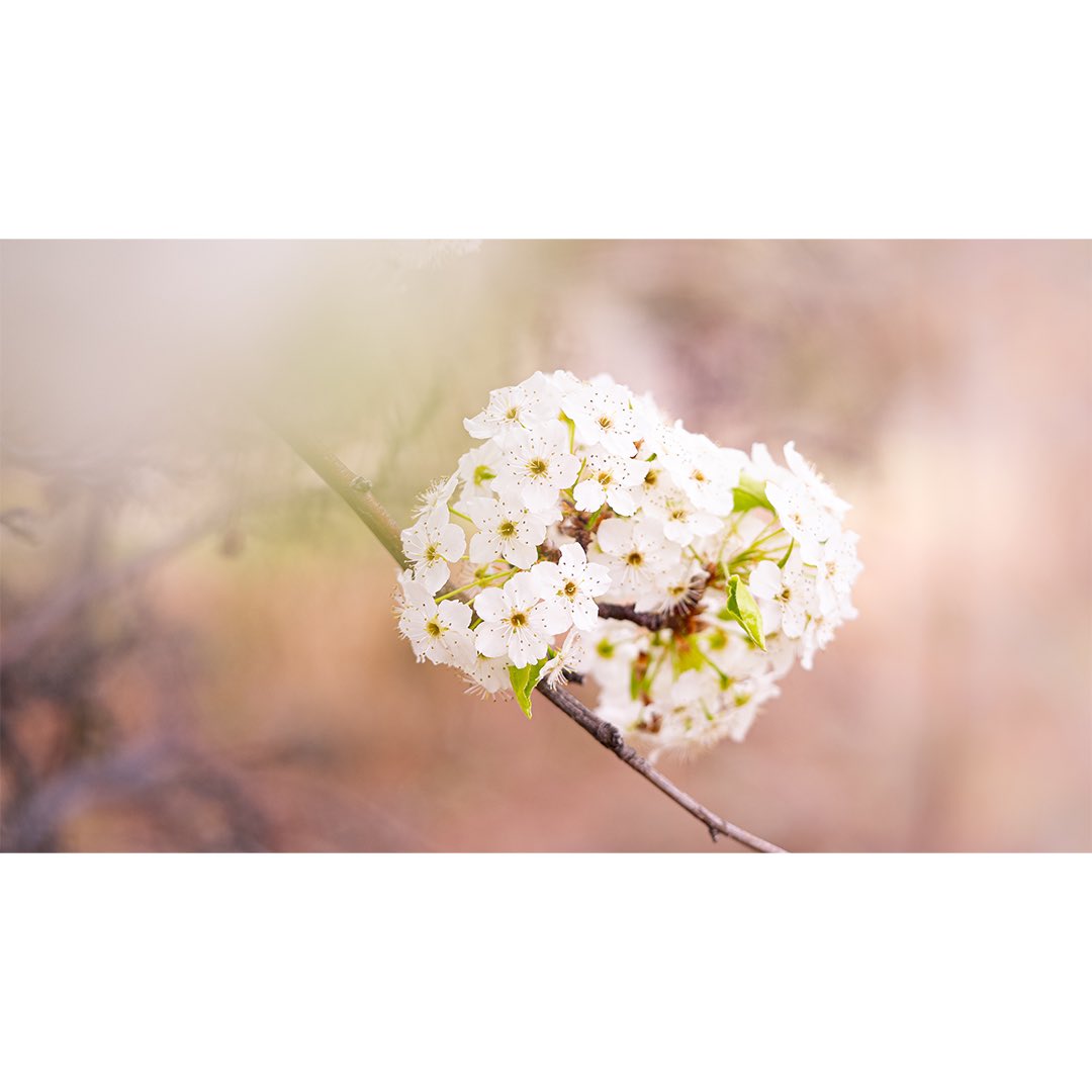 Bubba_Shoots's tweet photo. Trying out some spring macro photography. https://t.co/ErtdX2b2k3