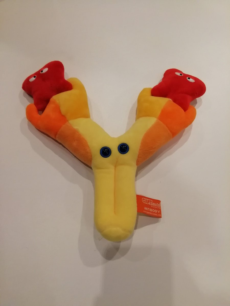 #OTD Georges J.F. Köhler was born in 1946. Köhler won the 1984 Nobel Prize for developing the technique that produces monoclonal antibodies. Today, monoclonal antibodies are used in things like pregnancy tests and cancer immunotherapies.