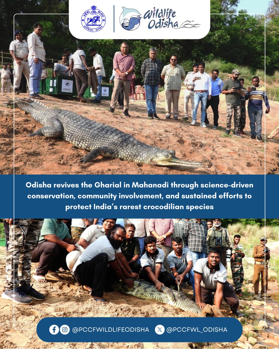 PCCFWL_Odisha's tweet photo. Under the leadership Sri Ganesh Ram Singh Khuntia, Hon’ble Minister of @forestdeptt and the guidance of the PCCF (Wildlife) &amp; Chief Wildlife Warden, Odisha has released seven adult Gharials into Satkosia Gorge. https://t.co/FH3MPoIf2W