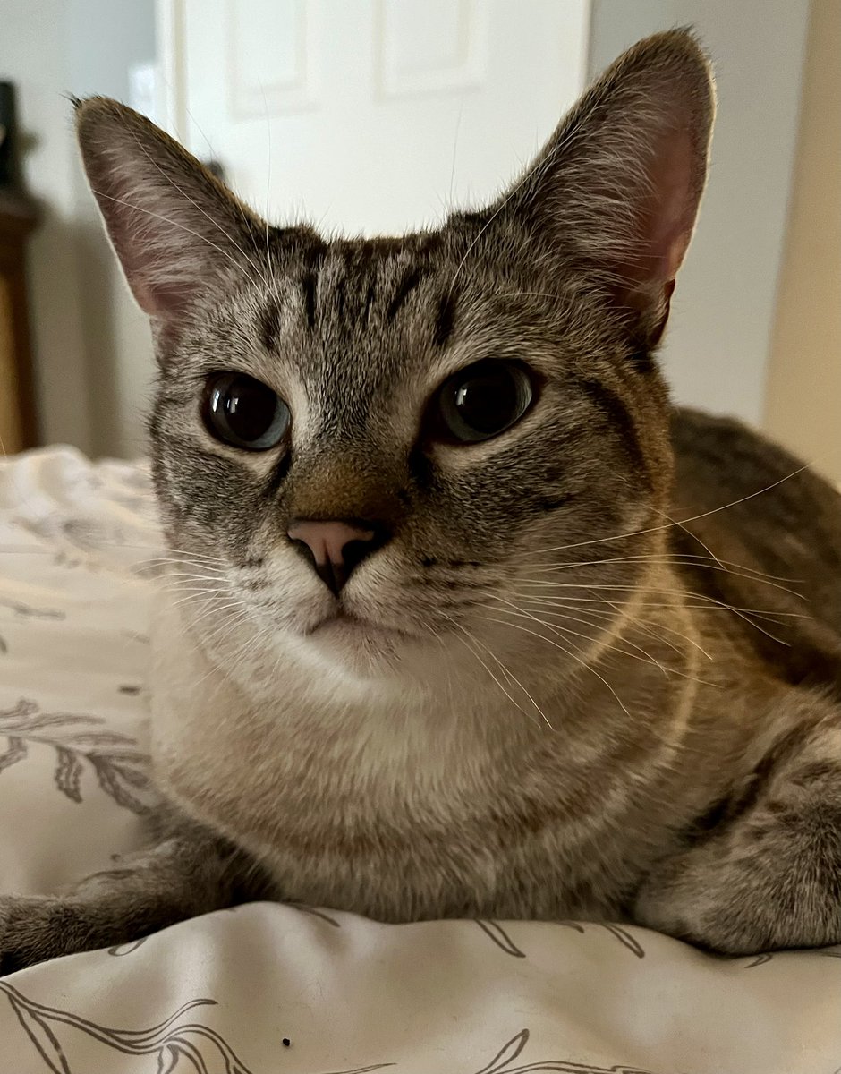 Stephjd420's tweet photo. Well I did have two babies….until Bobo thought he needed a snack 🤦‍♀️ https://t.co/lhv2zK7Giq