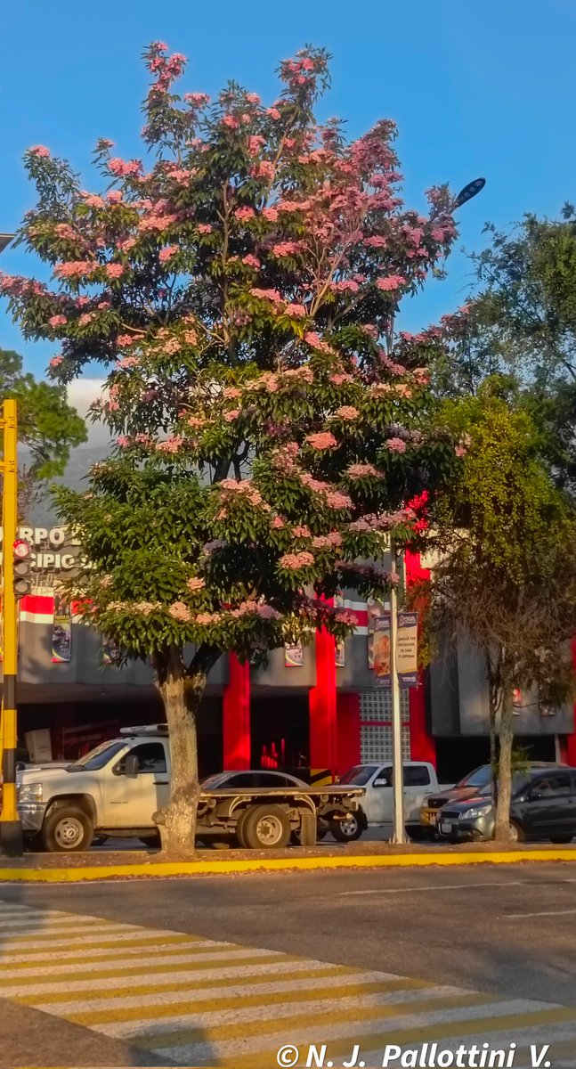 NJPallottiniV's tweet photo. Por la ruta de los apamates.

San Cristóbal - Venezuela.
#apamates #photooftheday #postal #Travel #NaturePhotography #SanCristobal #Tachira #Venezuela #Fotos #fotografia #urban #urbanphotography #inspiration #arboles https://t.co/PMmCp2kFZa