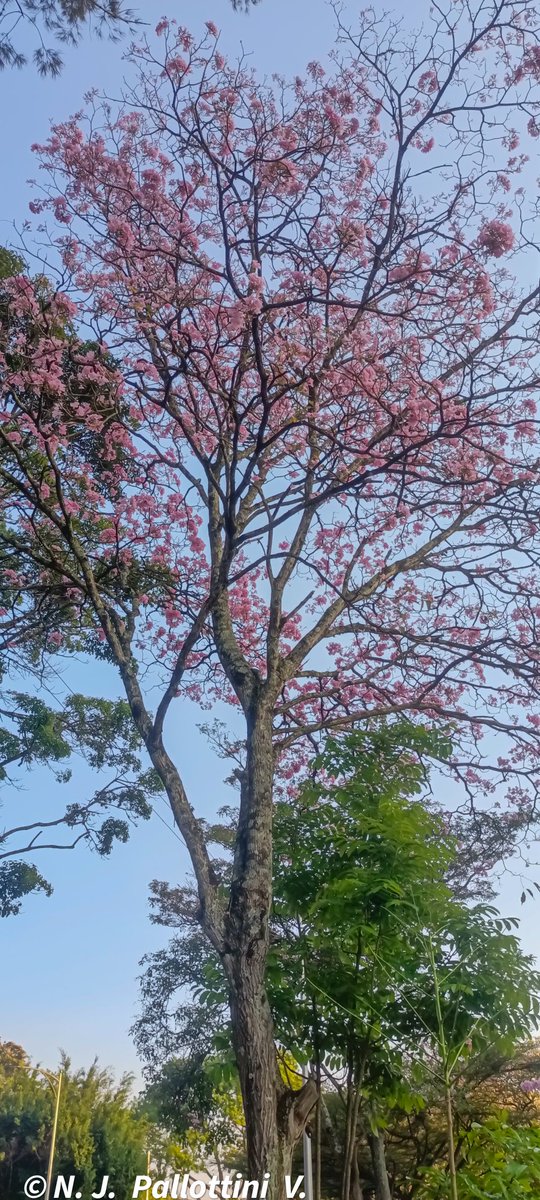 NJPallottiniV's tweet photo. Por la ruta de los apamates.

San Cristóbal - Venezuela.
#apamates #photooftheday #postal #Travel #NaturePhotography #SanCristobal #Tachira #Venezuela #Fotos #fotografia #urban #urbanphotography #inspiration #arboles https://t.co/PMmCp2kFZa