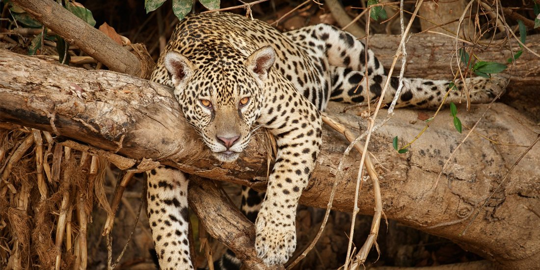 ConSumoTic's tweet image. 🌱 Utilizando modelos de IA entrenados, #Tech4Nature trabaja en la protección y conservación de jaguares en el estado de Yucatán.  

📰 #Nota: tinyurl.com/4tzefhrb