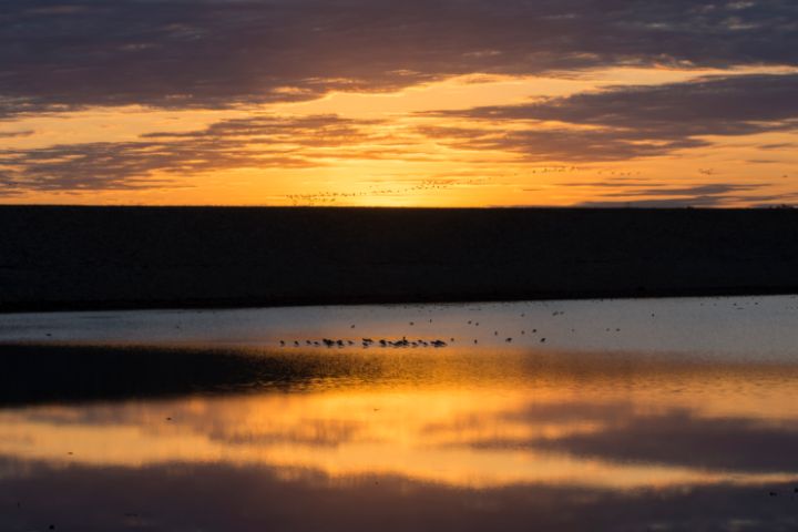 Art of the Day: "Orange Glowing Sunrise". Buy at: ArtPal.com/debmartz?i=295…