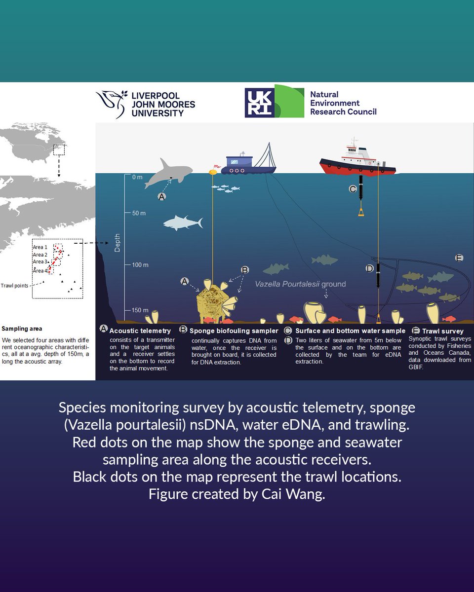 Ocean Tracking Network (@oceantracking) on Twitter photo Sponges: nature’s biodiversity monitors 🌊🧽 In partnership with <a href="/FishOceansCAN/">Fisheries and Oceans</a> & <a href="/LJMU/">Liverpool John Moores University</a>, we're using biofouling on moorings off NS to develop a cutting-edge biodiversity tool. Glass sponges capture environmental DNA (eDNA), revealing species like basking sharks & pilot whales. Sponges: nature’s biodiversity monitors 🌊🧽 In partnership with <a href="/FishOceansCAN/">Fisheries and Oceans</a> & <a href="/LJMU/">Liverpool John Moores University</a>, we're using biofouling on moorings off NS to develop a cutting-edge biodiversity tool. Glass sponges capture environmental DNA (eDNA), revealing species like basking sharks & pilot whales.