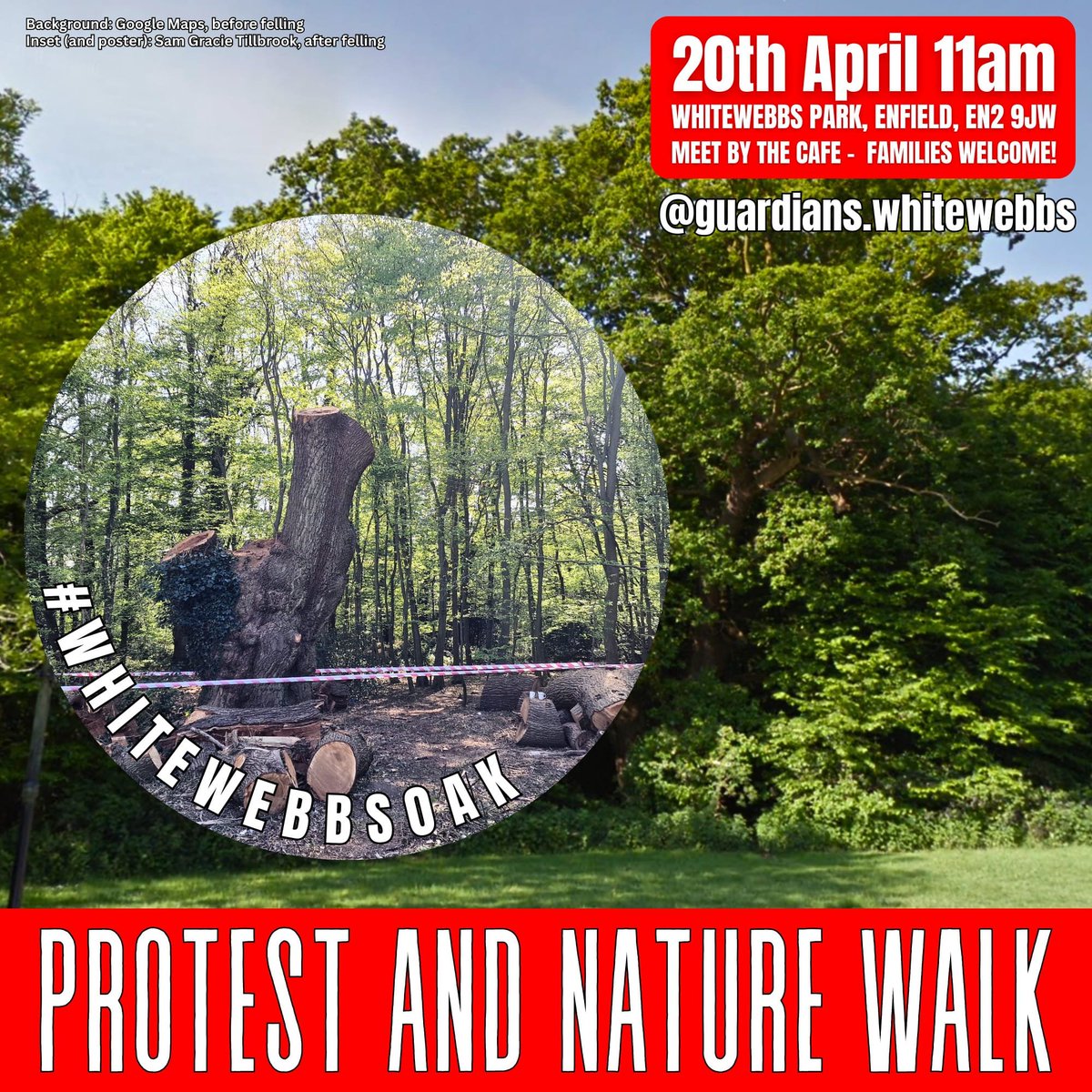 Call for justice for the #WhitewebbsOak and commemorate its life this Sunday 20 April