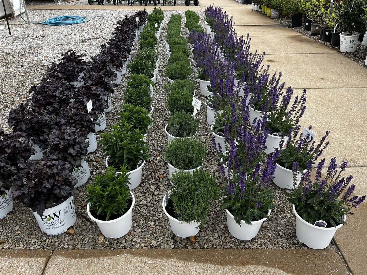 jdwachter's tweet photo. No banana curves today during set up @ #WaldbartandSonsNursery #BluebyYou #Meadowsage looking great. Take a moment.... https://t.co/GC8htUKvoQ