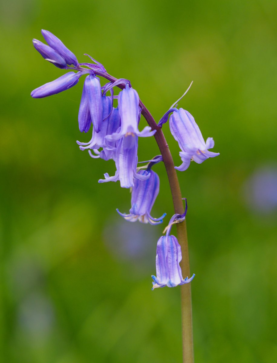 Beautiful Bluebells taken near #usk #monmouthshire <a href="/ThePhotoHour/">#ThePhotoHour</a> <a href="/S4Ctywydd/">S4C Tywydd</a> <a href="/visit_mon/">Visit Monmouthshire</a> <a href="/DerekTheWeather/">Derek Brockway - weatherman</a> <a href="/bbcweather/">BBC Weather</a> <a href="/ItsYourWales/">It's Your Wales</a>