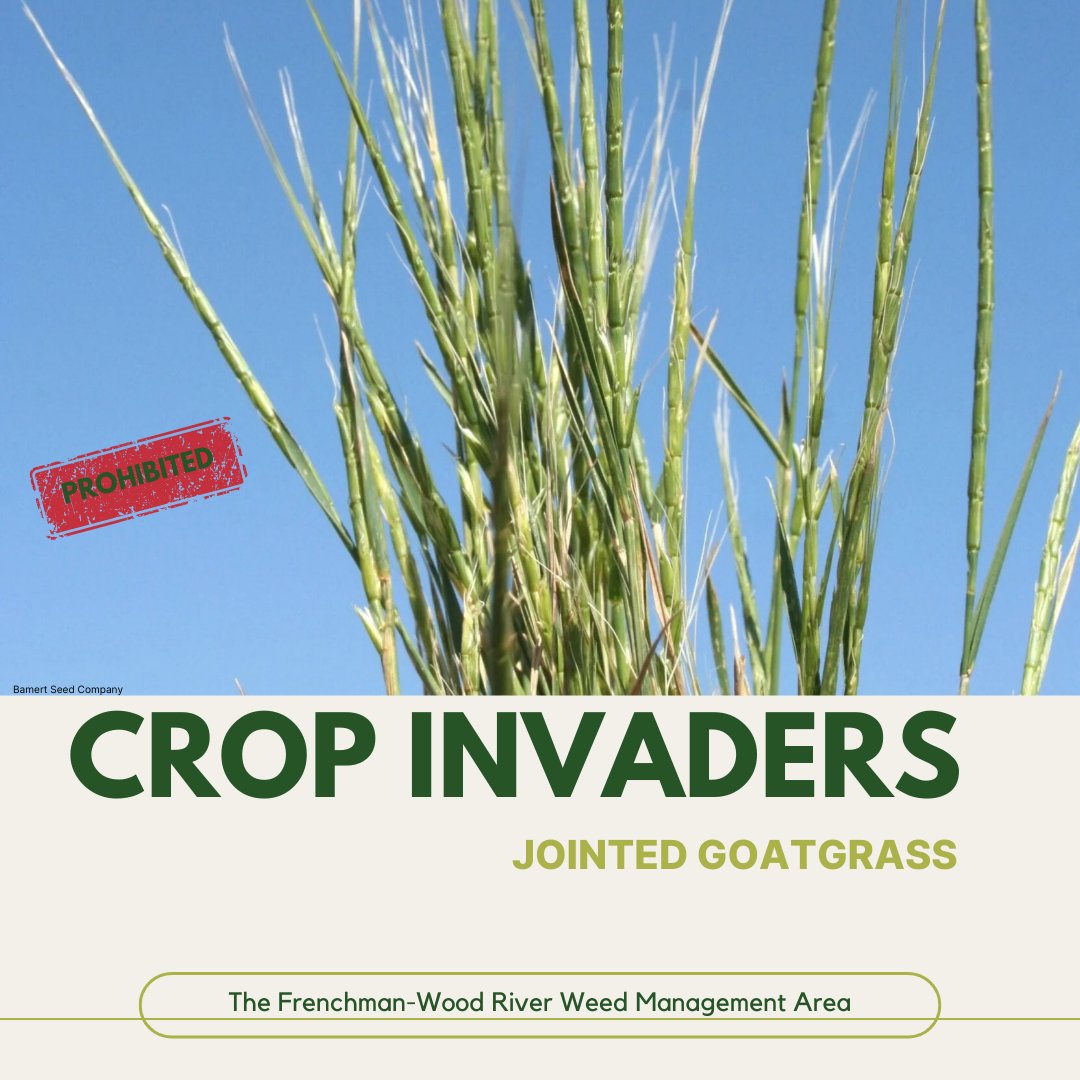 FWRWMA's tweet photo. Jointed goatgrass is a winter annual that blends in easily with wheat. It reduces crop quality and yield, and its seeds are nearly impossible to separate from wheat at harvest. Prevention includes cleaning equipment and using certified seed. https://t.co/hUDFUvQ8dP