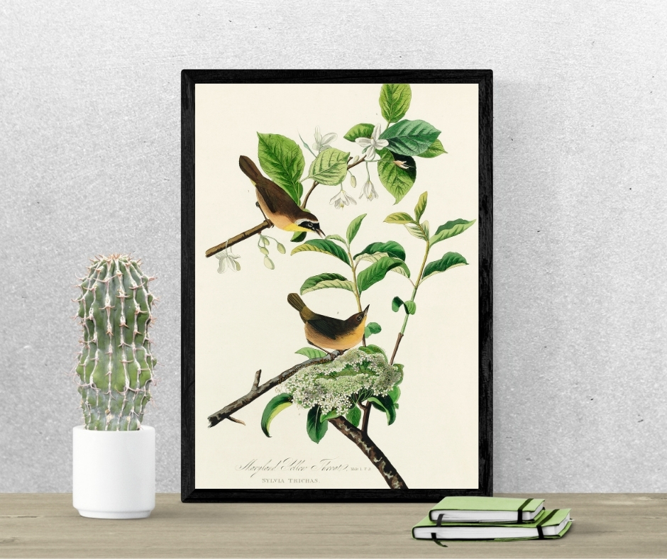 HistoricPictorx's tweet photo. Audubon, Birds of America, Maryland Yellow Throat, 1848 : Art Print 

Shop Today! 👉 https://t.co/qhvzf1mQQl 

#HistoricPictoric #BirdsofAmerica #HistoricMaps #Vintage #WallArt #HistoryFacts #Art #Map https://t.co/1riGlHWzwb