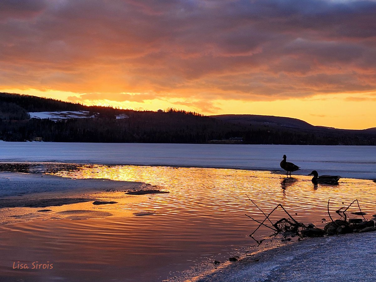 Lac Pohénégamook, Québec 🇨🇦
🩵🦆🧡