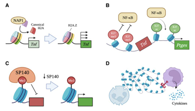 LabWaggoner's tweet photo. Epigenetic regulation of innate immune dynamics during inflammation @jlb_journal 
https://t.co/bVeW7TMGsx https://t.co/YdFvlWFj0Q