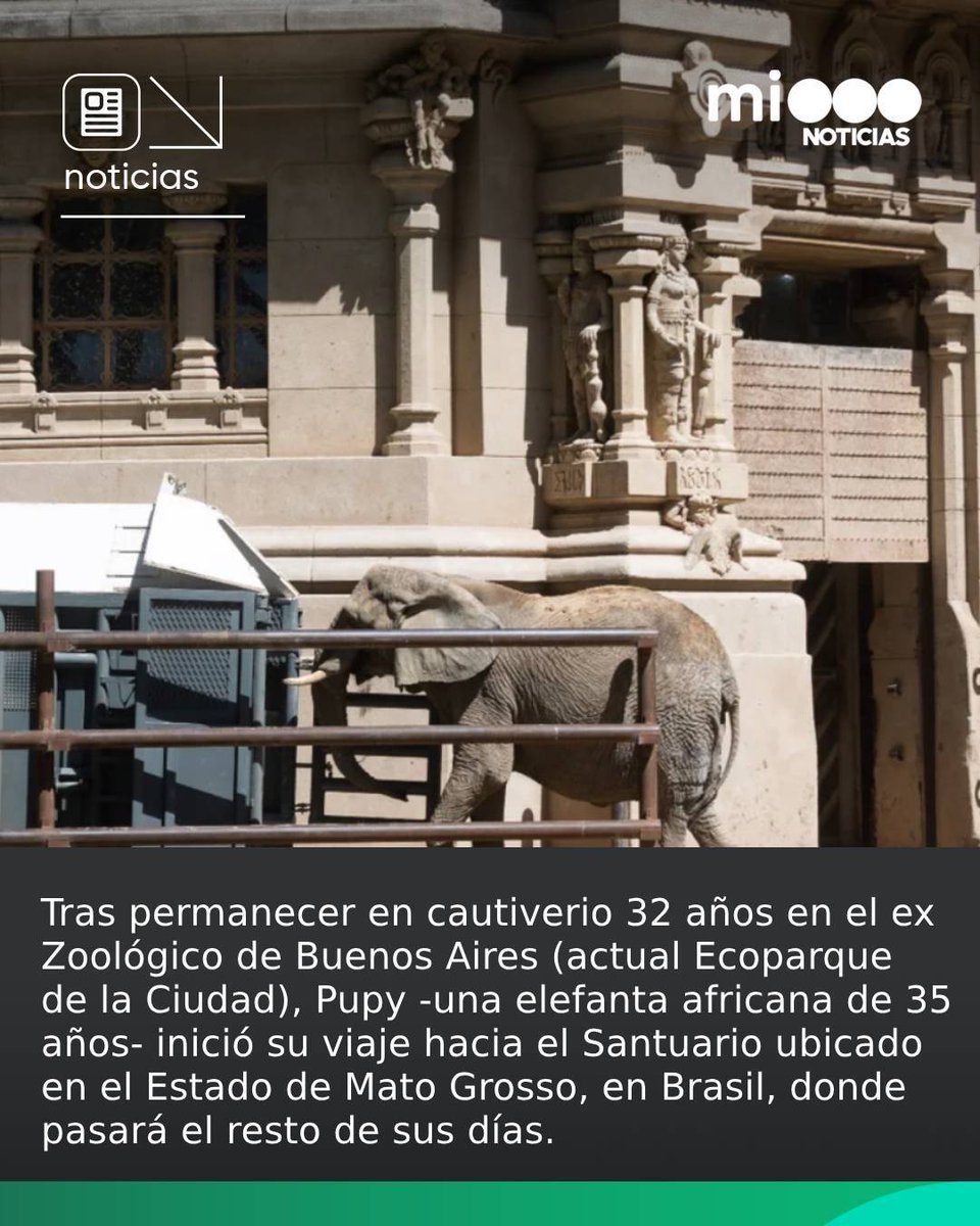 telefenoticias's tweet photo. 🐘 Llegó el gran día para Pupy. Dejó el recinto que ocupó durante más de tres décadas en el Ecoparque porteño y partió hacia el Santuario de Elefantes de Brasil.

🌿 Vivirá de ahora en más en un oasis de 1.110 hectáreas, que actualmente alberga a cinco elefantas asiáticas: Guillermina, Rana, Maia, Bambi y Mara, que también estuvo en el ex Zoo de la Ciudad y fue trasladada a ese lugar en 2020.

#Elefantes #Ecoparque #Pupy