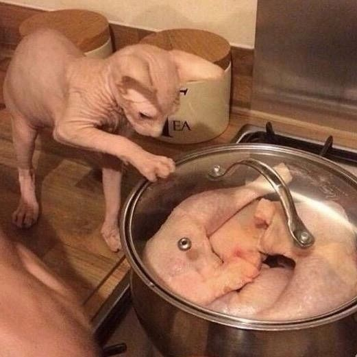 PunchingCat's tweet photo. https://t.co/i7FMOmLg5s