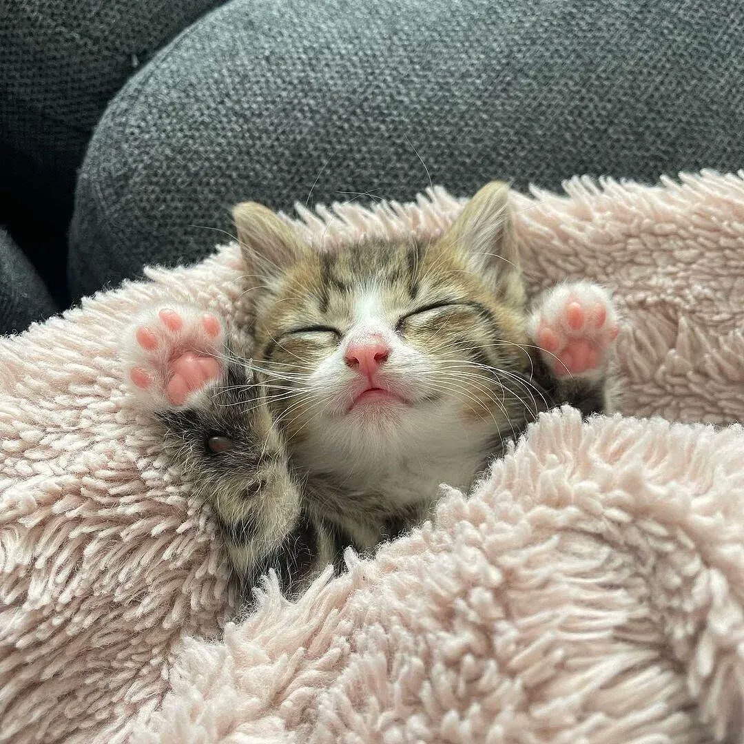 Catsillyness's tweet photo. Waking up https://t.co/rIid64jA6J