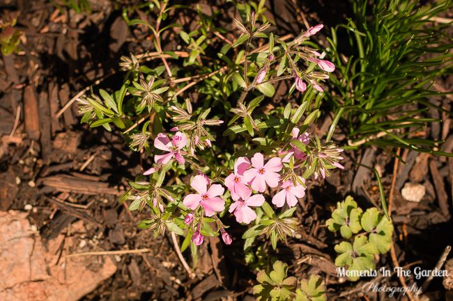 MomentsintheG's tweet image. Rockery plants starting to flower.  Small clumps of muscari and my hyacinth patch.  #creepingphlox #springflowrs #springplants #springbulbs #momentsinthegardenphotography