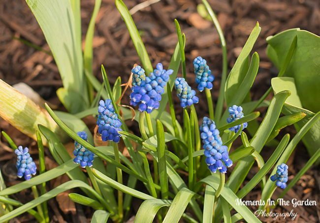 MomentsintheG's tweet image. Rockery plants starting to flower.  Small clumps of muscari and my hyacinth patch.  #creepingphlox #springflowrs #springplants #springbulbs #momentsinthegardenphotography