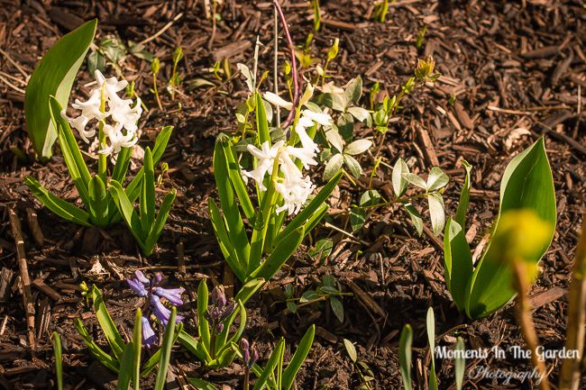MomentsintheG's tweet image. Rockery plants starting to flower.  Small clumps of muscari and my hyacinth patch.  #creepingphlox #springflowrs #springplants #springbulbs #momentsinthegardenphotography