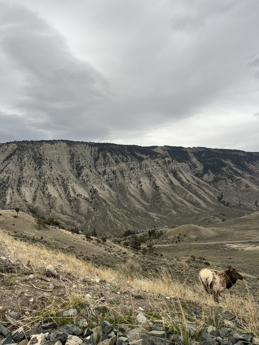 Enjoying spring break in Yellowstone!