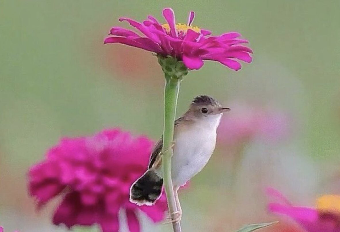 FARSÇA KOLAY BEYİTLER-377

عندلیبی که  به هر غنچه دلش می لرزد
بهتر آن است که در صحن گلستان نبود
(صائب تبریزی، غزل ۳۵۷۰)