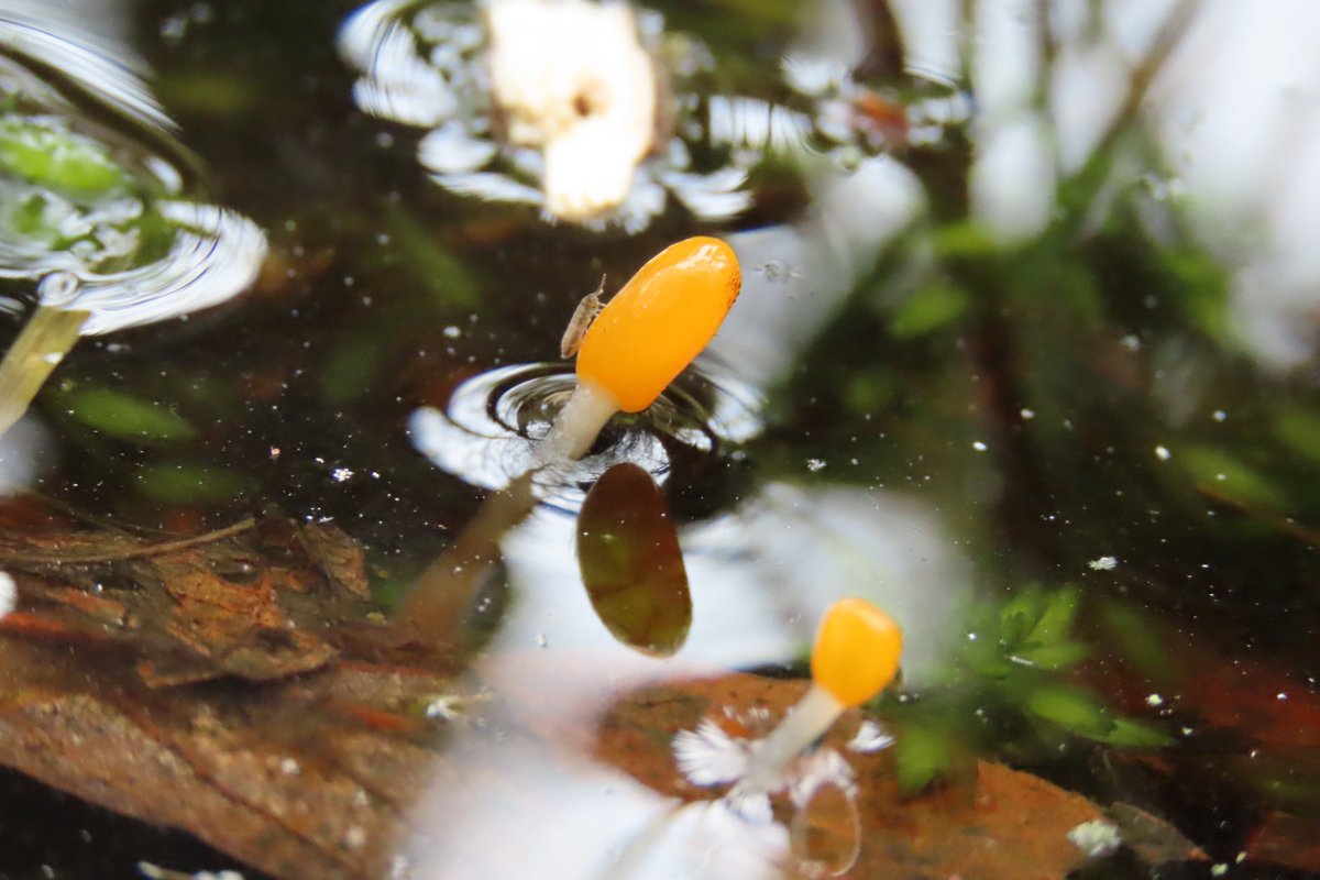 donnarainey4's tweet photo. Such a gorgeous little #fungi Bog Beacon in local #bog today, featuring a little #Springtail too. https://t.co/Pd4QfMSBOj
