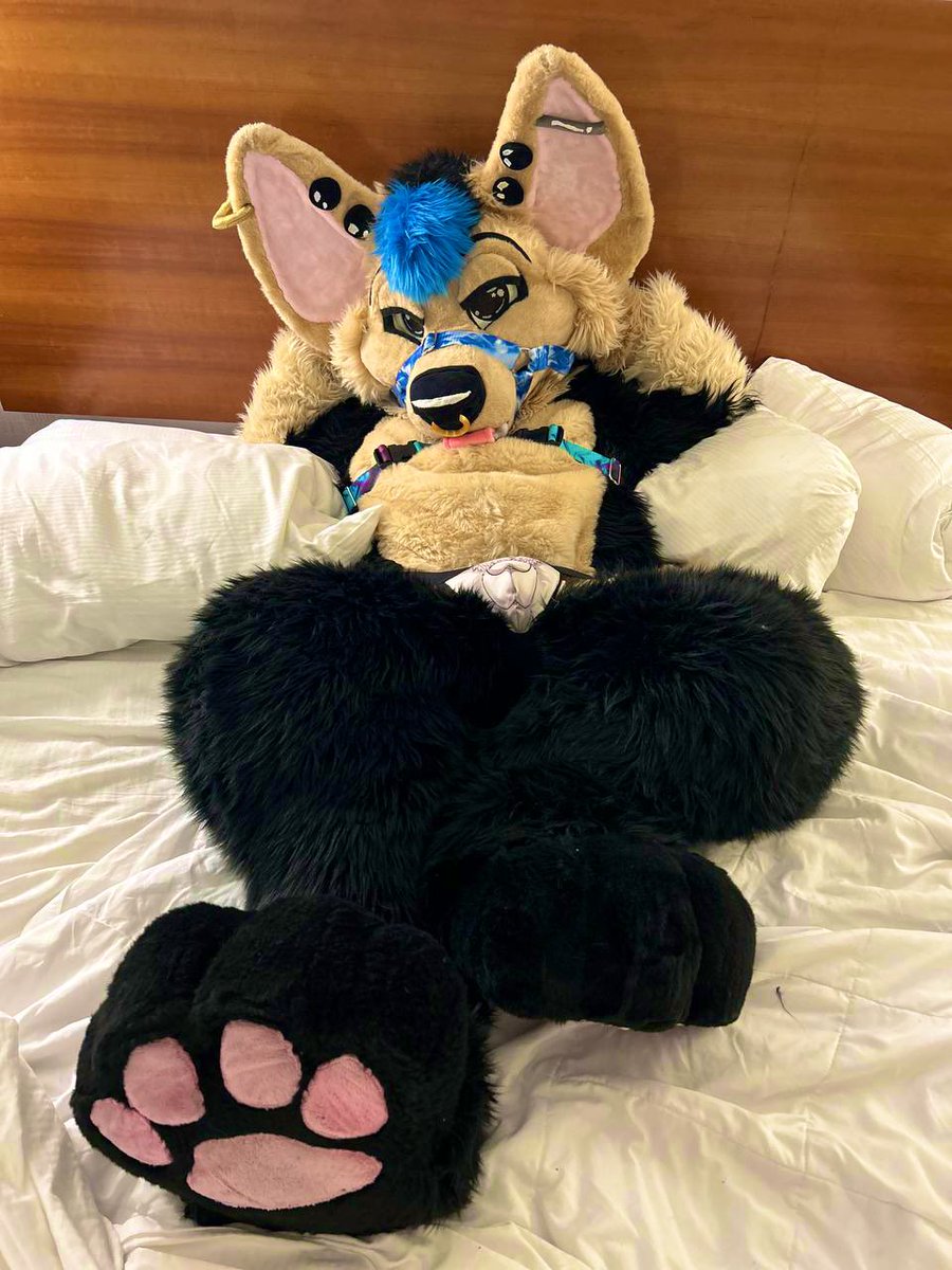 👑 🏳️‍⚧️Chibi Sassy Pup 🏳️‍⚧️👑 tweet media