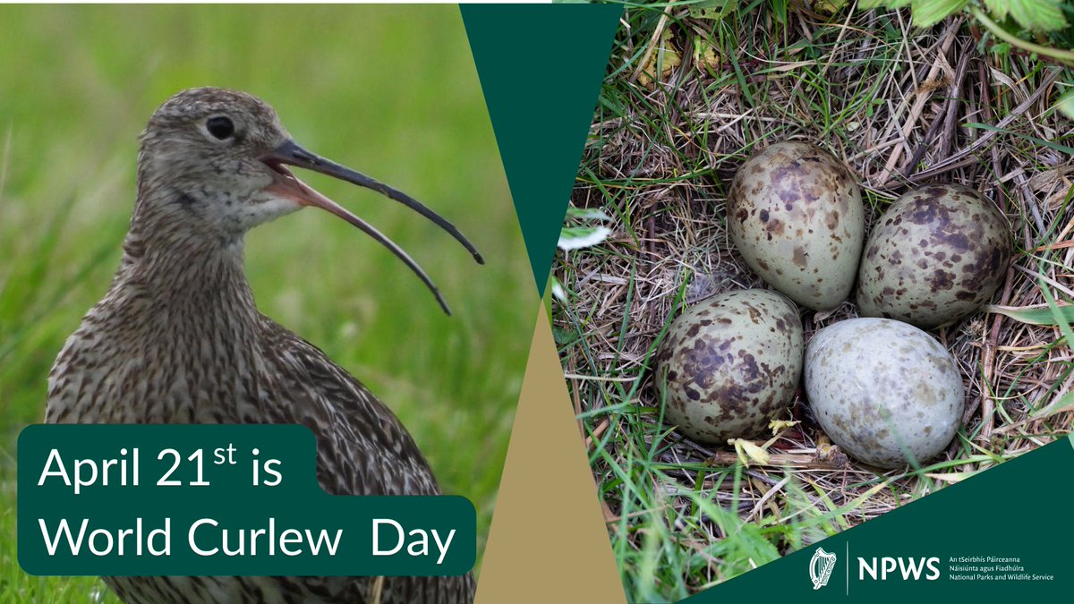 Notice Nature Ireland - NPWS (@notice_nature) on Twitter photo The Curlew is one of Ireland's most distinctive birds, known for its unique call.
This #WorldCurlewDay, follow <a href="/BreedingWaders/">Breeding Waders EIP Project</a> and <a href="/FotaWildlife/">Fota Wildlife Park</a> and to learn more about work underway to protect this iconic bird and stop its decline across the countryside. The Curlew is one of Ireland's most distinctive birds, known for its unique call.
This #WorldCurlewDay, follow <a href="/BreedingWaders/">Breeding Waders EIP Project</a> and <a href="/FotaWildlife/">Fota Wildlife Park</a> and to learn more about work underway to protect this iconic bird and stop its decline across the countryside.