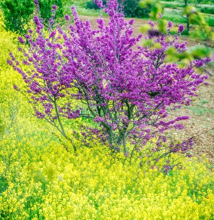 El arbol del amor ❤️🌺
