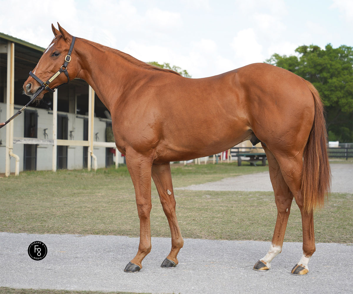 #NYbred 2yos are averaging 6-figures at <a href="/OBSSales/">OBSSales</a> April! Pictured Hip 433, a $250k colt bred by &amp; foaled at Milfer Farm, led the way for the Empire State yesterday. Trail Creek bred the leading filly, a $200k youngster born at <a href="/_MillCreekFarm/">Mill Creek Farm</a>. Full story: tinyurl.com/3bh7sbes