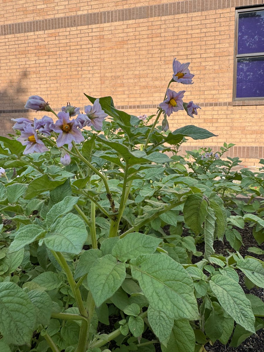 Maria Paoli-Vega tweet media