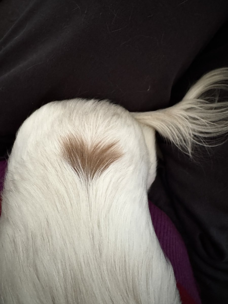 Lou Diamond Phillips (@loudphillips) on Twitter photo Some wear their hearts on their sleeves. Petra prefers hers on her bum!
Wawas for the win!
Photo by âŠ<a href="/YMPhillips/">Yvonne Phillips</a>â© Some wear their hearts on their sleeves. Petra prefers hers on her bum!
Wawas for the win!
Photo by âŠ<a href="/YMPhillips/">Yvonne Phillips</a>â©