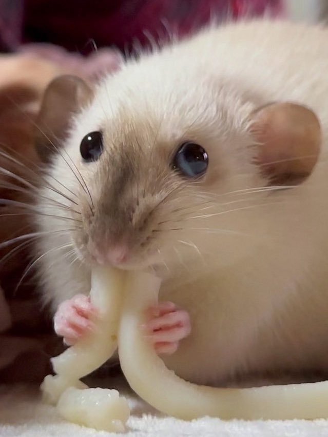 mocomoco_OvO's tweet image. あーーーーダラダラしてたらこんな時間！！

さ！！みんなのお掃除するぞー😭