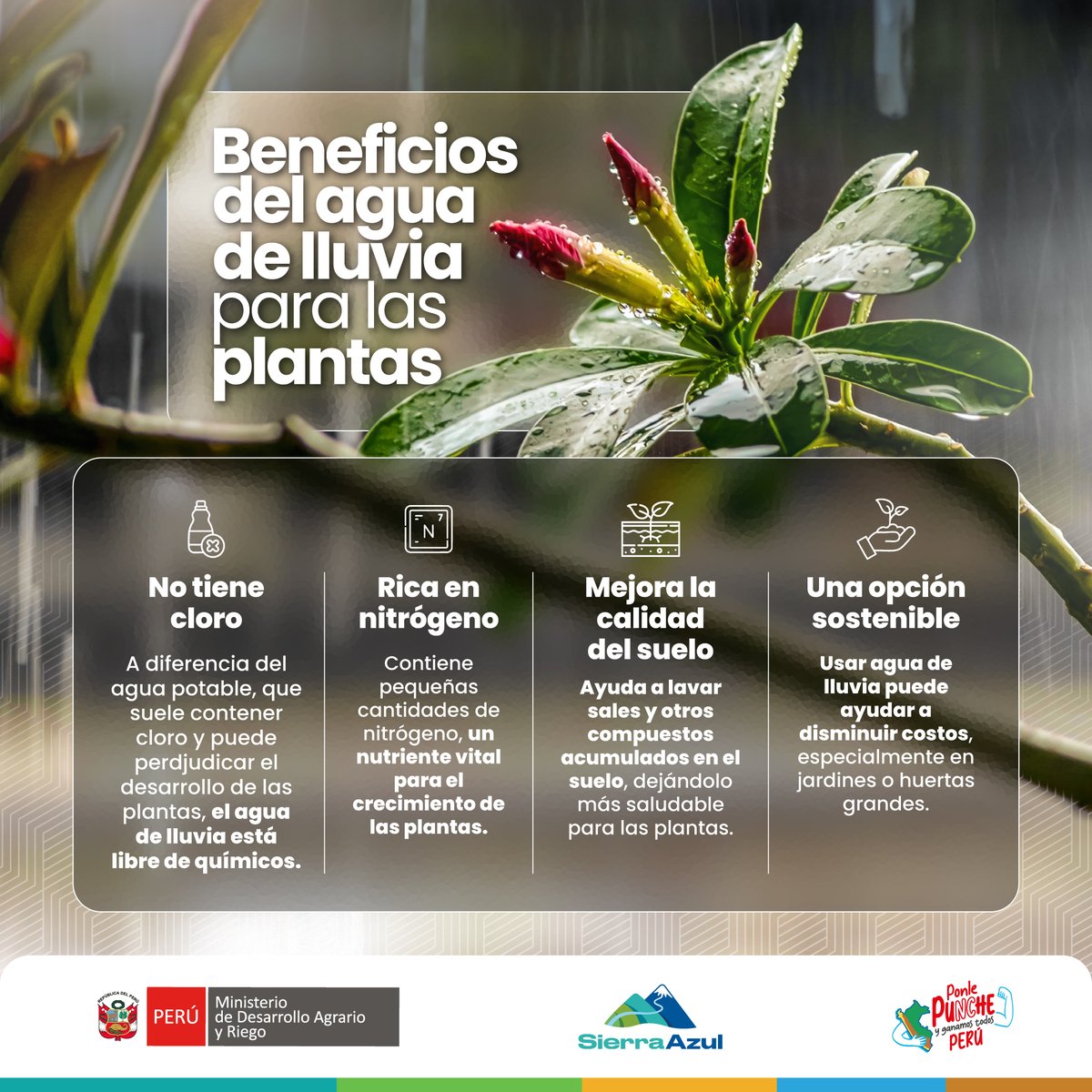 💧El agua de lluvia alimenta más que la tierra

Una gestión sostenible del agua puede fortalecer los cultivos, cuidar el suelo y ayudar a producir más con menos.