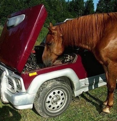 horseimage's tweet photo. horse inspecting car perhaps fixing repairing engine skilled mechanic very professional https://t.co/E7s7NCCm3G
