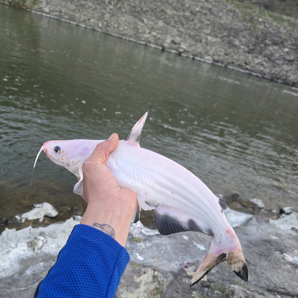 Justin_Doyle96's tweet photo. One of the coolest channel catfish I've ever caught in my life. Once in a life time catch #albino #Milfordlake #Kansas @fox4kc #KansasWildLife https://t.co/80odkiUWIb