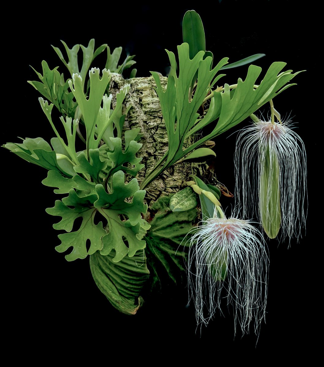 #tropicalferns #orchids #rareplants
Ridley's Staghorn Fern (Platycerium ridleyi) and Medusa Orchid (Bulbophyllum medusae). Eastern Myanmar to western Malesia.
Image: ©Exotica Esoterica and Jay Vannini 2025.