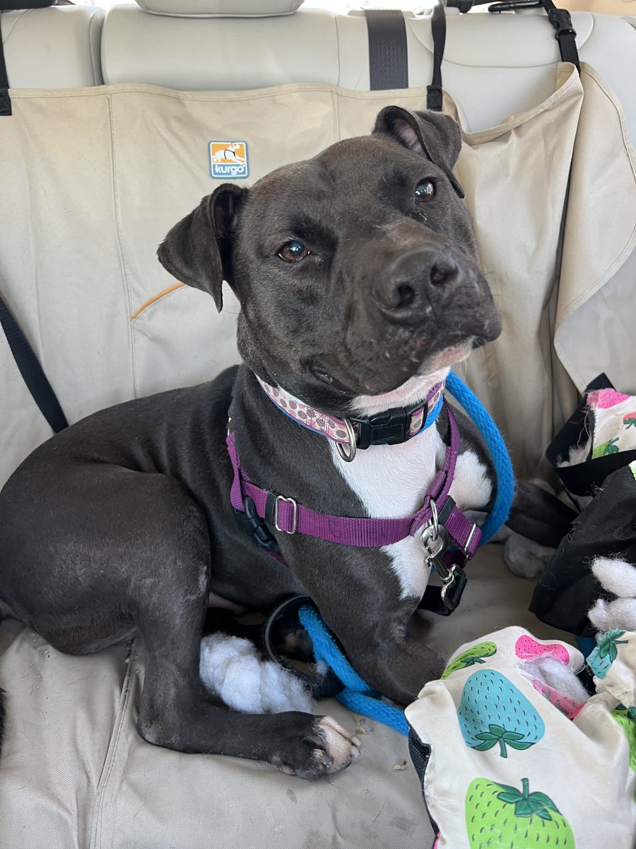 ⚠️ URGENT FOSTER NEEDED FOR CIDER ⚠️

This is a desperate plea for a very special dog.

Cider has spent 3.5 years in our shelter. Now, he’s torn his ACL and needs surgery — but he can’t recover in the shelter. It’s too stressful, too loud, and too chaotic.