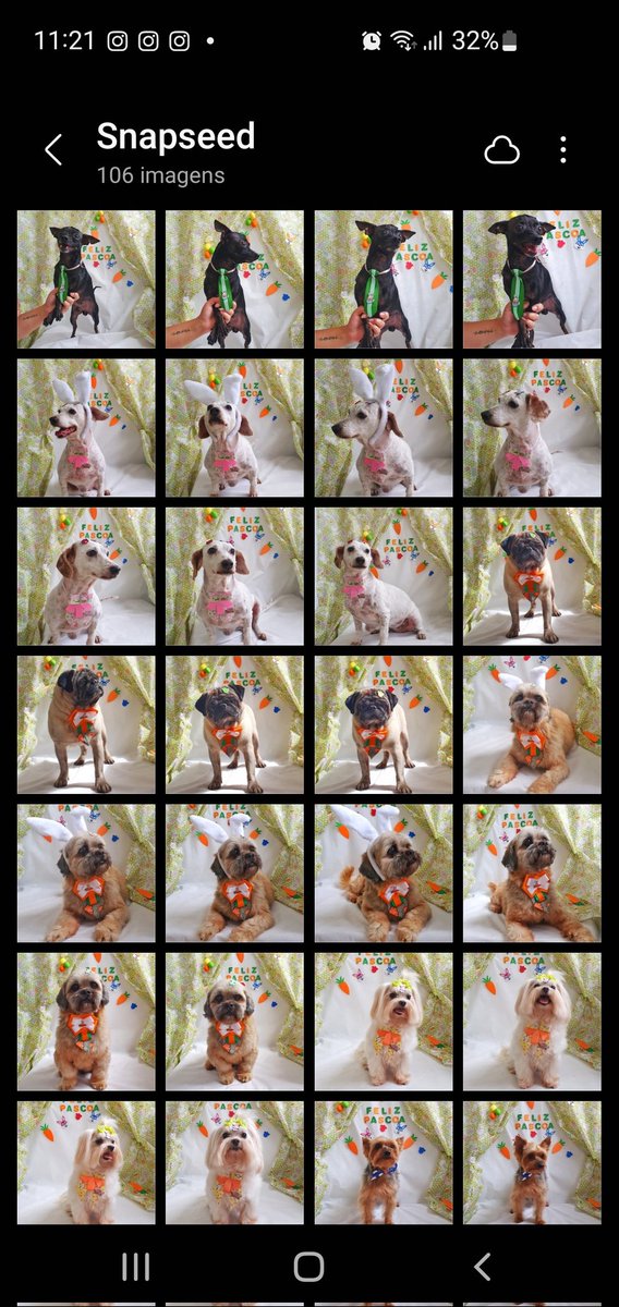 _bertolimelo's tweet photo. E a galeria do meu celular q só tem cachorro https://t.co/PcMAPia3i7