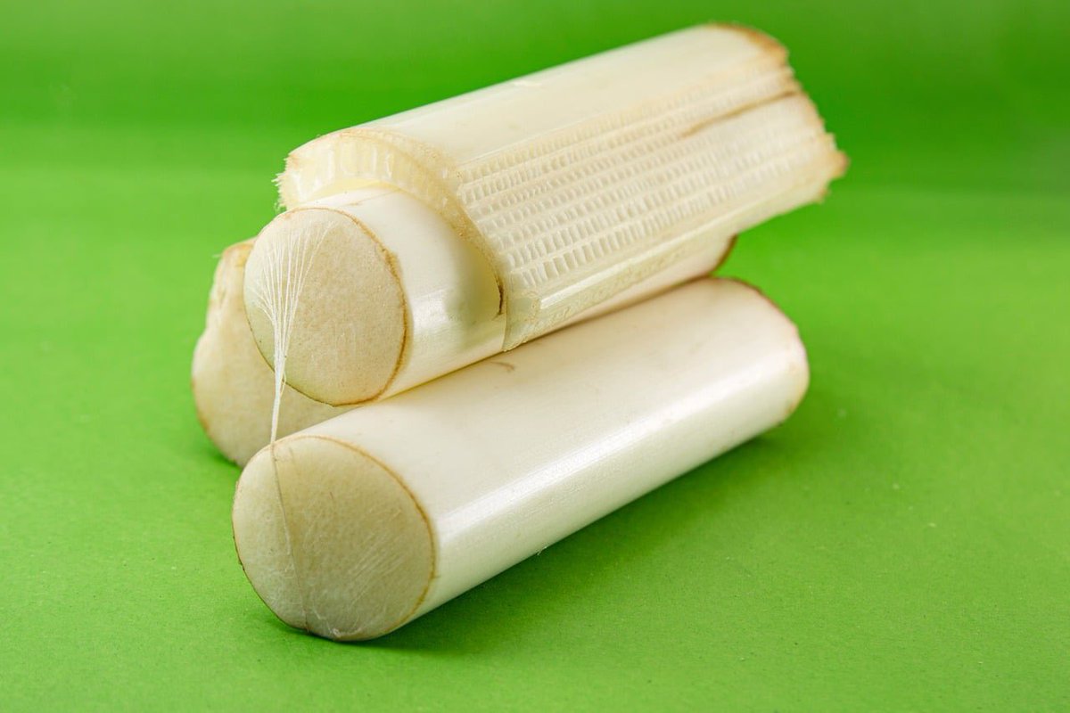 safonyameherbal's tweet photo. Banana stem juice, one of Indians favorites teas used in the treatment of;

🍀High levels of bad cholesterol
🍀Kidney stones 
🍀Stomach ulcer
🍀improves kidney function 

🍀Also good for high blood pressure

Remove the outer green layer to obtain the fresh inner stem, cut into smaller pieces, boil for 15mins and drink 45mls twice daily🌿