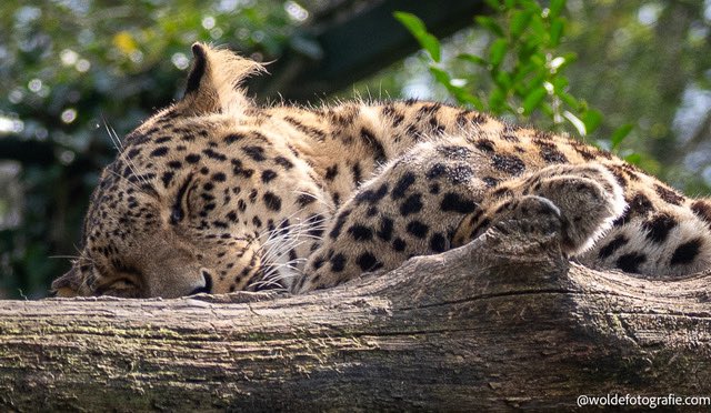 jackvdwolde's tweet photo. Sleeping beauty https://t.co/t434obQqoe