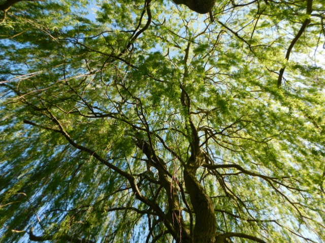 Orcinus68's tweet photo. A few pics from today's #Walk 
#Dunnock #RedKite #RedLeggedPartridge #Willow 😊 https://t.co/CC1CdhyOiE