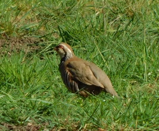 Orcinus68's tweet photo. A few pics from today's #Walk 
#Dunnock #RedKite #RedLeggedPartridge #Willow 😊 https://t.co/CC1CdhyOiE