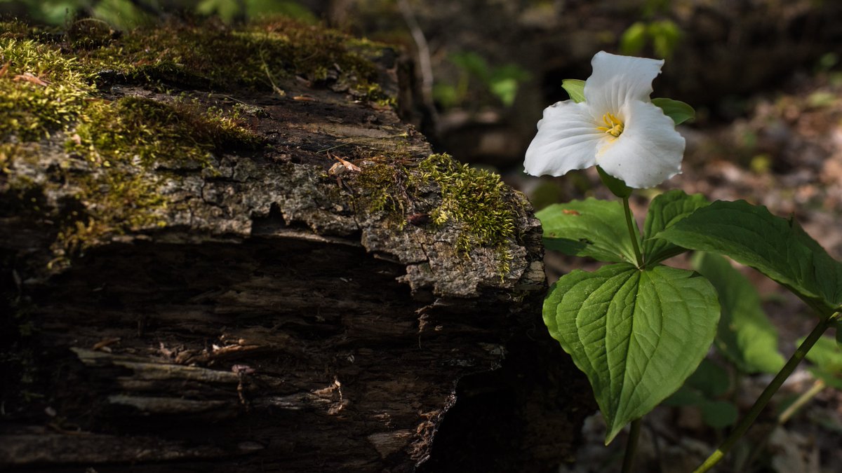Let’s work together to keep Kitchener clean! 🧤🗑️
Find out how to keep your neighbourhood litter-free all year long! Including how to locate your nearest garbage can.

Learn more at kitchener.ca/litter