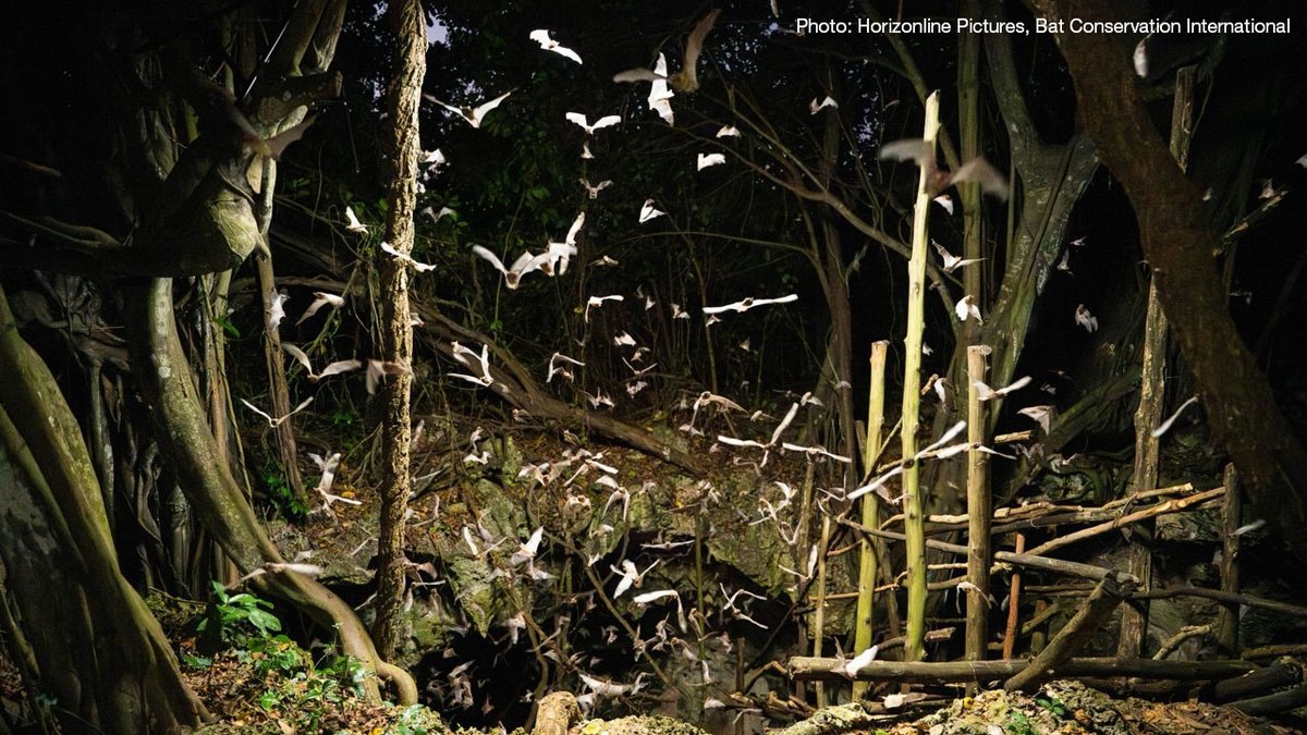 IUCN (@iucn) on Twitter photo 🦇From snapping up bugs in World Heritage-listed libraries to underpinning the tequila industry and regenerating forests, bats provide critical ecosystem services.
Learn more in our #InternationalBatAppreciationDay blog.
bit.ly/3GbWMqR
<a href="/BatConIntl/">Bat Conservation International</a> 🦇From snapping up bugs in World Heritage-listed libraries to underpinning the tequila industry and regenerating forests, bats provide critical ecosystem services.
Learn more in our #InternationalBatAppreciationDay blog.
bit.ly/3GbWMqR
<a href="/BatConIntl/">Bat Conservation International</a>